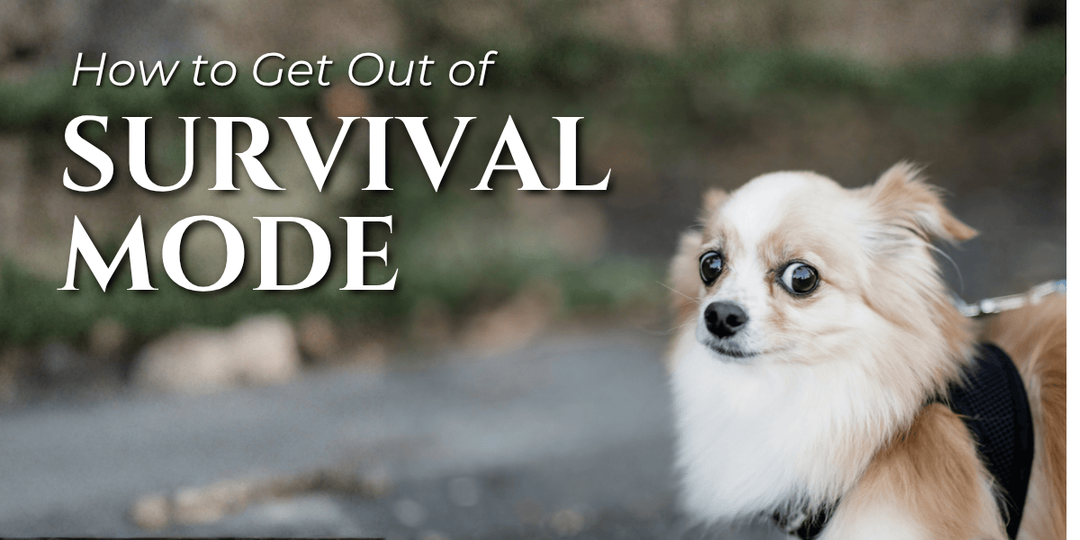 How to get out of survival mode and back to yourself